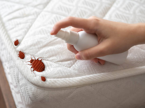 Best Emergency Pest Control  in Slater Marietta, SC