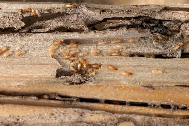Best Termite Control Services  in Slater Marietta, SC