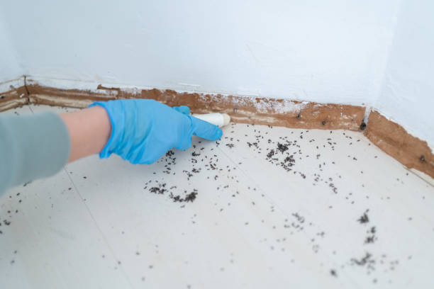 Reliable Slater Marietta, SC Pest Control Solutions